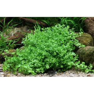 Dennerle Aquariumpflanze Hemianthus Callitrichoides Cuba In-Vitro, dichte, grüne Vordergrundpflanze.