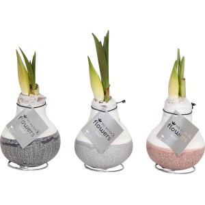 Amaryllis im Wachsmantel Topf-Ø ca. 10 cm