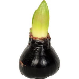 Ritterstern (Amaryllis) Zwiebel in schwarzem Wachs mit grünen Trieben.