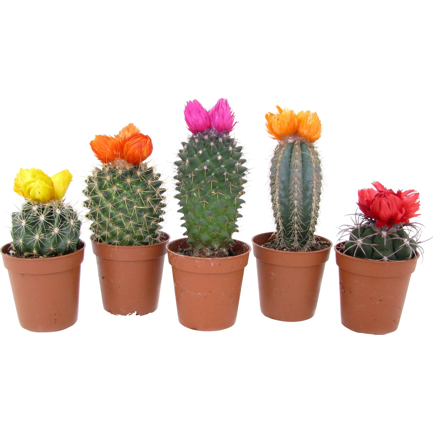 Kaktus mit Trockenblte verschiedene Sorten Topf- ca. 5,5 cm Cactaceae  kaufen bei OBI