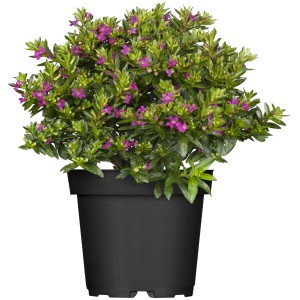 Köcherblümchen im Topf mit violetten Blüten. Cuphea Hängepflanze für Balkon und Garten.