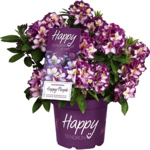 Dreifarbiger Rhododendron 'Happy Dendron' im 5 l Topf, ca. 30-40 cm hoch.