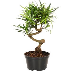 Zimmerbonsai im Topf, verschiedene Sorten, ca. 10 cm Topf-Ø. Dekorative Grünpflanze für Innenräume.