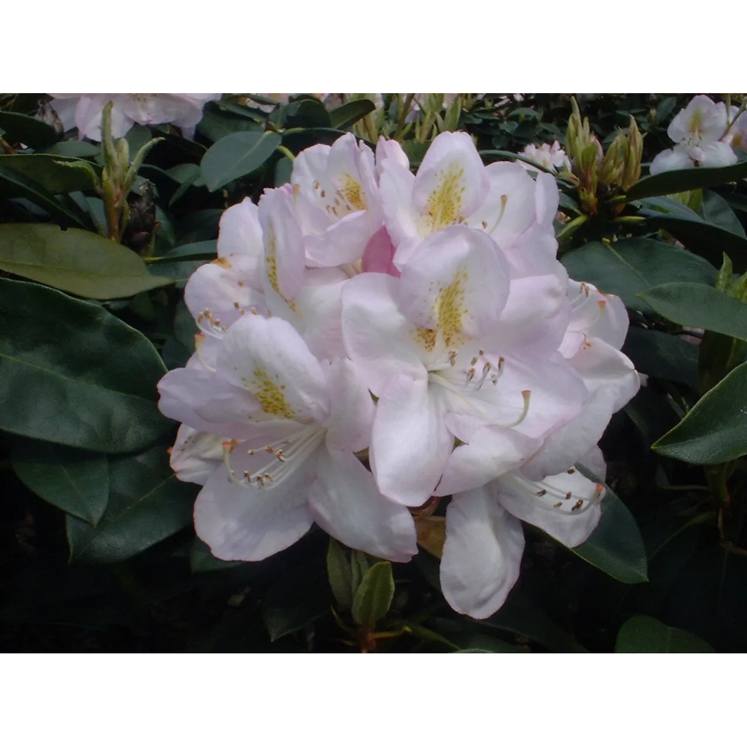Rhododendren Wei kaufen bei OBI