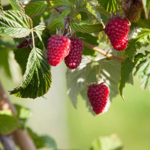 Nahaufnahme der roten, reifen GROW by OBI Himbeere Schönemann am Strauch mit grünen Blättern.