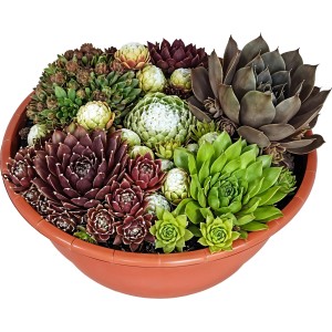 Hauswurz-Arrangement in Schale Topf-Ø ca. 23 cm Sempervivum
