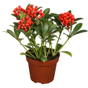 Japanische Skimmie 'Temptation White' im Topf mit roten Beeren und grünen Blättern.