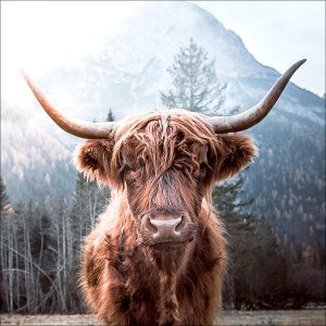 Glasbild Highland Cattle, 30x30 cm, mit schottischem Hochlandrind vor Berglandschaft.