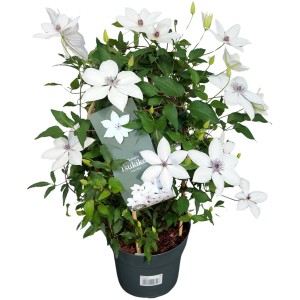 Waldrebe "Boulevard/ Garland Doppelbogen Höhe ca. 50 cm Topf-Ø ca. 19 cm