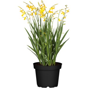 Montbretie Sondersorten im Topf, gelbe Blütenähren und grüne Blätter. Kübelpflanze für Beet und Balkon.