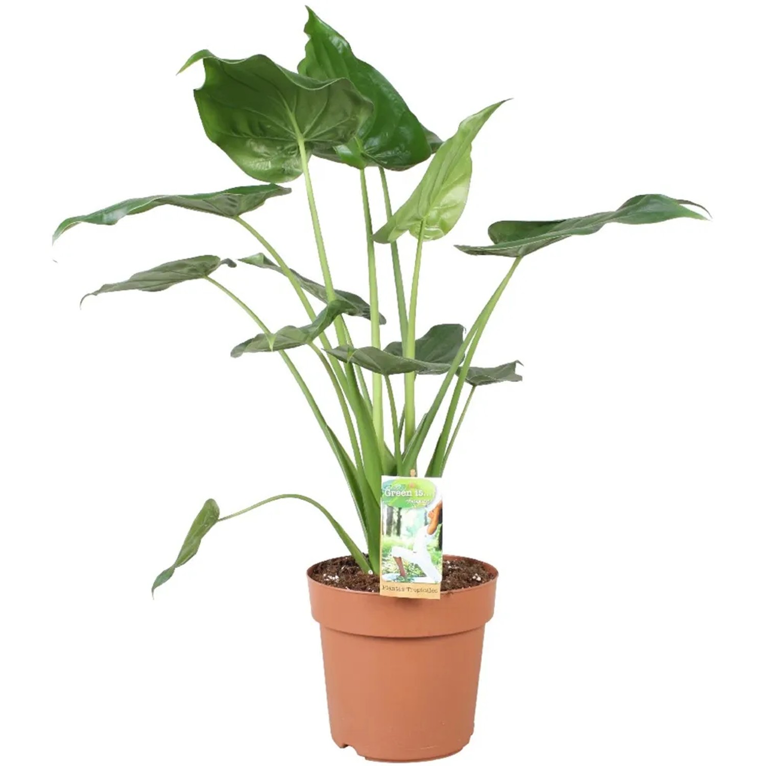 glanzmispel red robin 150 cm kaufen Glanzmispel 'Red Robin' kaufen  rote Hecke