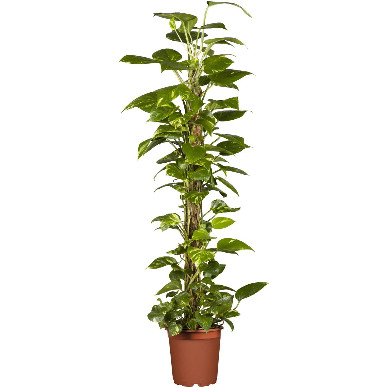 GROW by OBI Efeutute am Moosstab Topf  ca. 19 cm Epipremnum Aureum kaufen  bei OBI