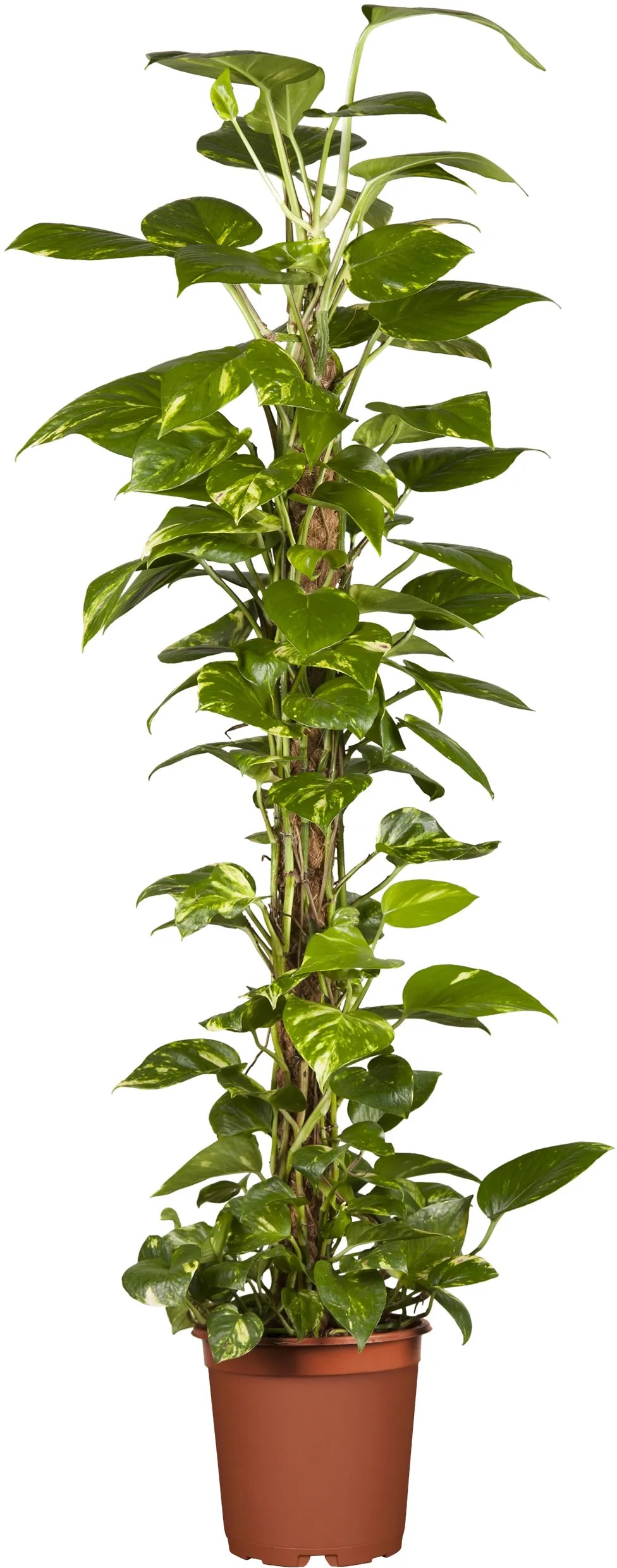 Efeutute am Moosstab TopfØ ca. 19 cm Epipremnum aureum kaufen bei OBI