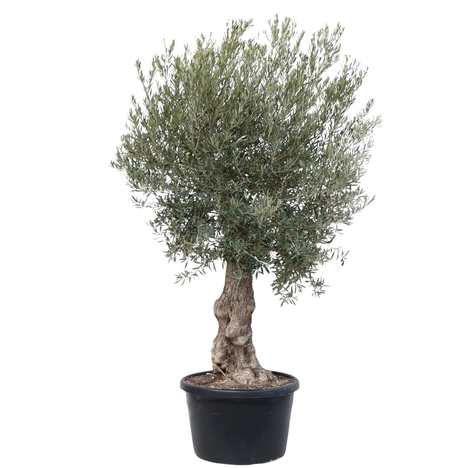 GROW by OBI Olivenbaum Hhe ca. 150 -175 cm Topf ca. 170 l Olea europea  kaufen bei OBI