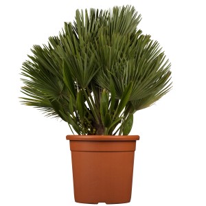 Zwergpalme 'Compacta' im Topf, grüne Fächerblätter, ca. 20-30 cm hoch, ideal als Kübelpflanze.
