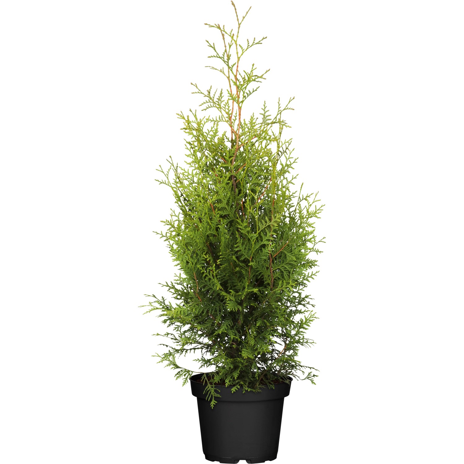 thuja 1.50m Junior Giant Thuja Tree for Sale - Grows to 20' Tall