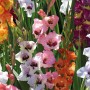 Bunte Gladiolen-Mischung (Gladiolus grandiflorus) im Beet, verschiedene Farben.