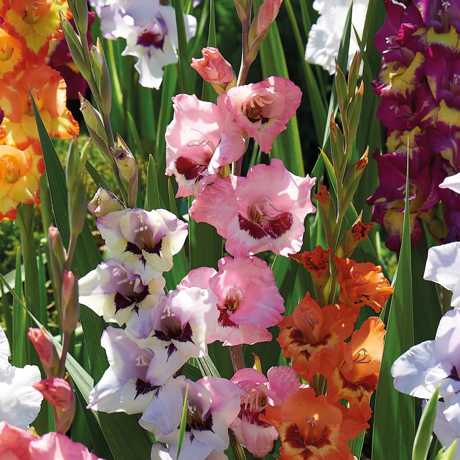 Bunte Gladiolen-Mischung (Gladiolus grandiflorus) im Beet, verschiedene Farben.