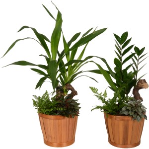 Grünpflanzen-Arrangement im Bambus-Topf mit Palmlilie/Glücksfeder, Farn und Zwergpfeffer. Dekorative Bepflanzte Schale für Innen.