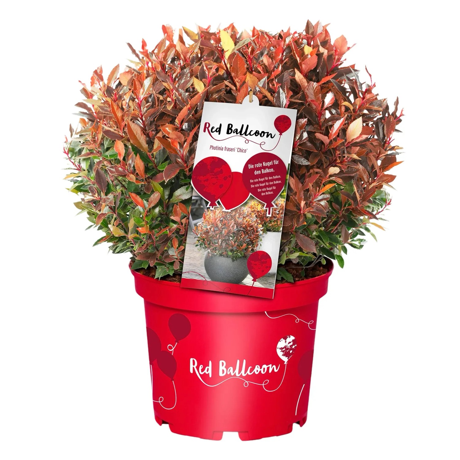 GROW by OBI Glanzmispel "Red Ballcon" Rot Hhe ca. 20 cm Photinia fraseri  kaufen bei OBI