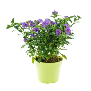 Enzianstrauch (Solanum rantonetti) im Topf, ca. 50cm hoch, mit violetten Blüten. Blühende Kübelpflanze.