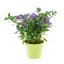 Enzianstrauch (Solanum rantonetti) im Topf, ca. 50cm hoch, mit violetten Blüten. Blühende Kübelpflanze.