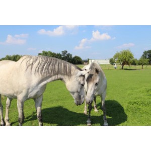 Zwei Pferde auf einer grünen Weide. Kiepenkerl Pferdegreen-Mischung für gesunde Pferdeweiden.