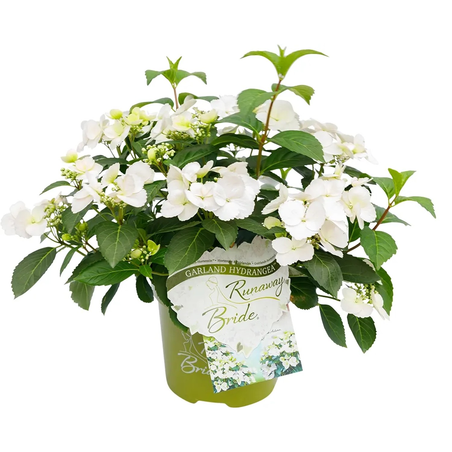 Girlanden-Hortensie 