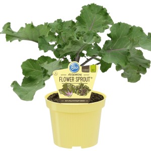 Blu Bio-Rosenkohl 'Flower Sprout' im gelben Topf, Blattgemüse mit grünen Blättern und lila Akzenten.