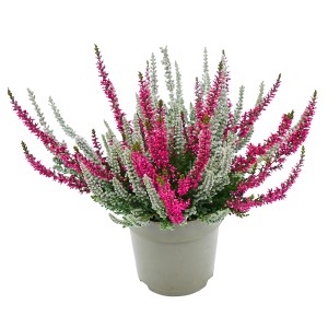 Samtheide 'Fluffy Twin' im Topf, eine winterharte Herbstpflanze mit rosa und weißen Blüten.