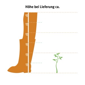 Illustration: Majoran Pflanze (Topf-Ø 12cm) neben Grössenangabe (Stiefelform) zur Veranschaulichung der Lieferhöhe.