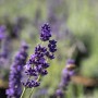 Nahaufnahme von blau-violettem, echtem Lavendel (Lavandula Angustifolia) im Garten.