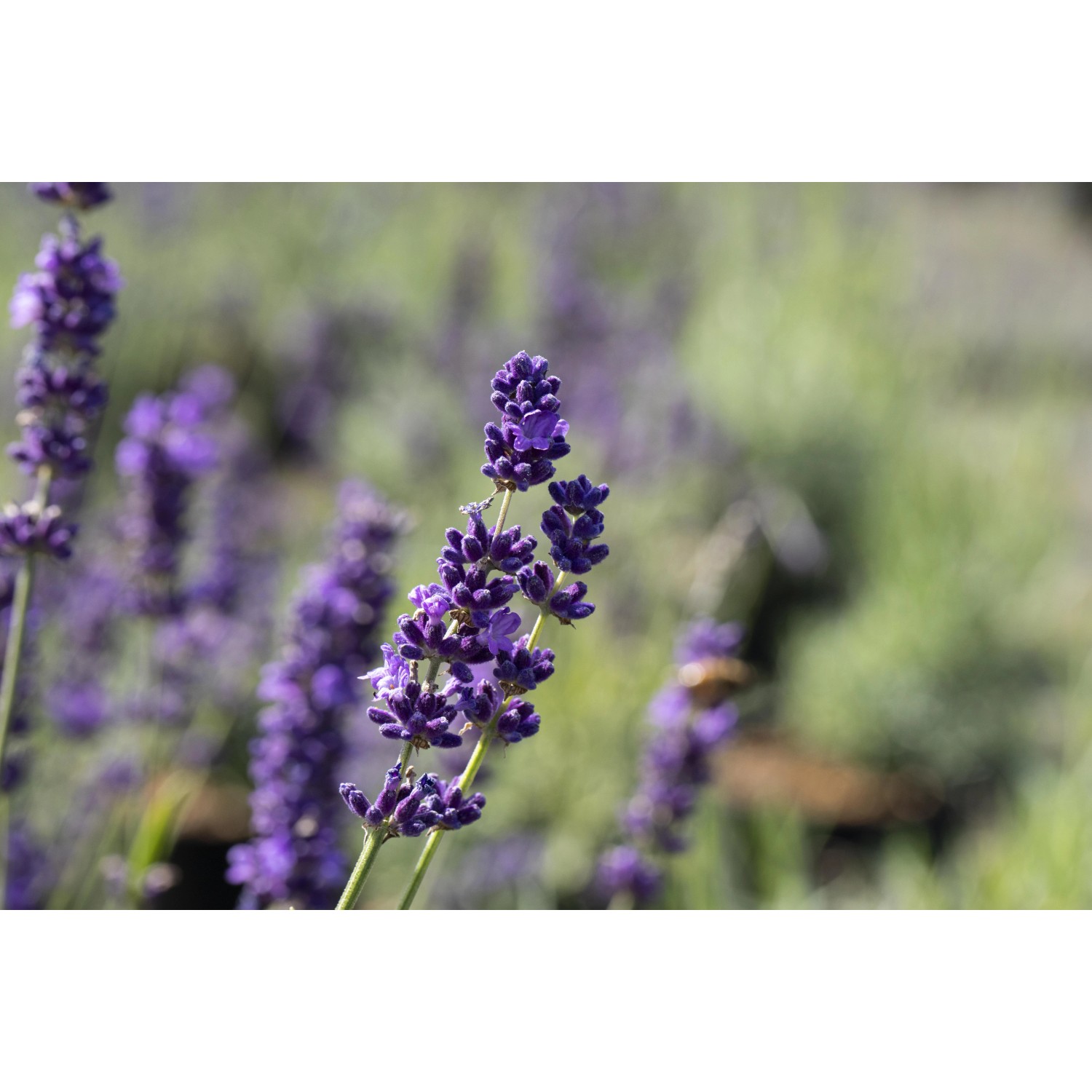 Nahaufnahme von blau-violettem, echtem Lavendel (Lavandula Angustifolia) im Garten.