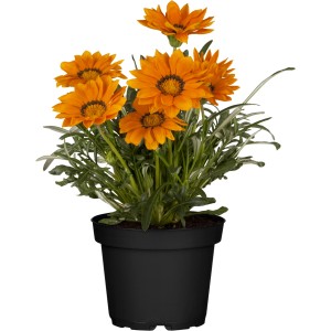 Orangefarbener Blühmix im Topf (Ø 14cm) für die Frühjahrsbepflanzung.