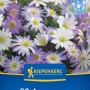 Kiepenkerl Blumenzwiebel Balkan-Windröschen Mischung. Weiße, hellblaue, violette Anemonen auf Packung. 20 Stück für Garten & Kübel.