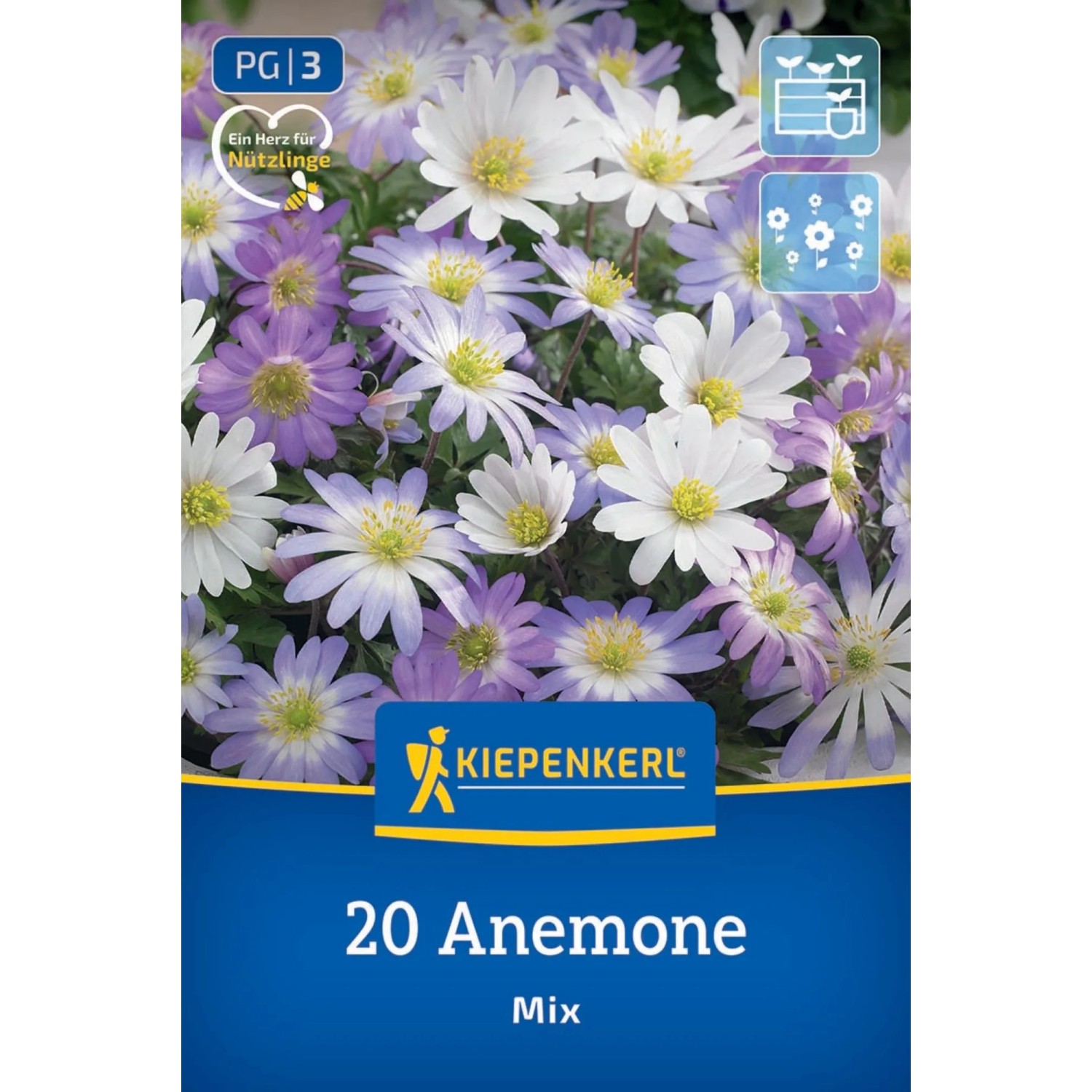 Kiepenkerl Blumenzwiebel Balkan-Windröschen Mischung. Weiße, hellblaue, violette Anemonen auf Packung. 20 Stück für Garten & Kübel.