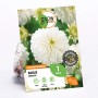 GROW by OBI Dahlie Snow Cap, weiße Blüte, Höhe ca. 90cm, Blumenzwiebel.