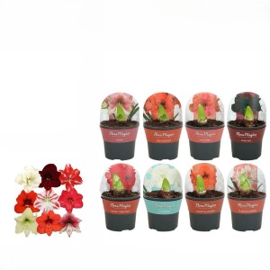 Amaryllis Farbenauswahl im Topfcover Topf-Ø ca. 13 cm Hippeastrum