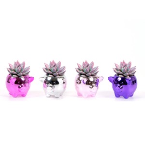 Echeveria Sukkulenten im farbigen Keramik-Schweinchen Topf, Ø 6cm, verschiedene Farben.