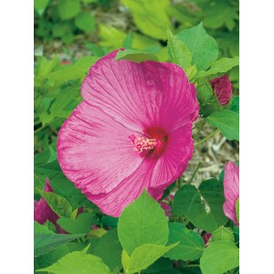 Garten-Eibisch Luna Rosa mit großer, rosafarbener Blüte und grünen Blättern im Topf.