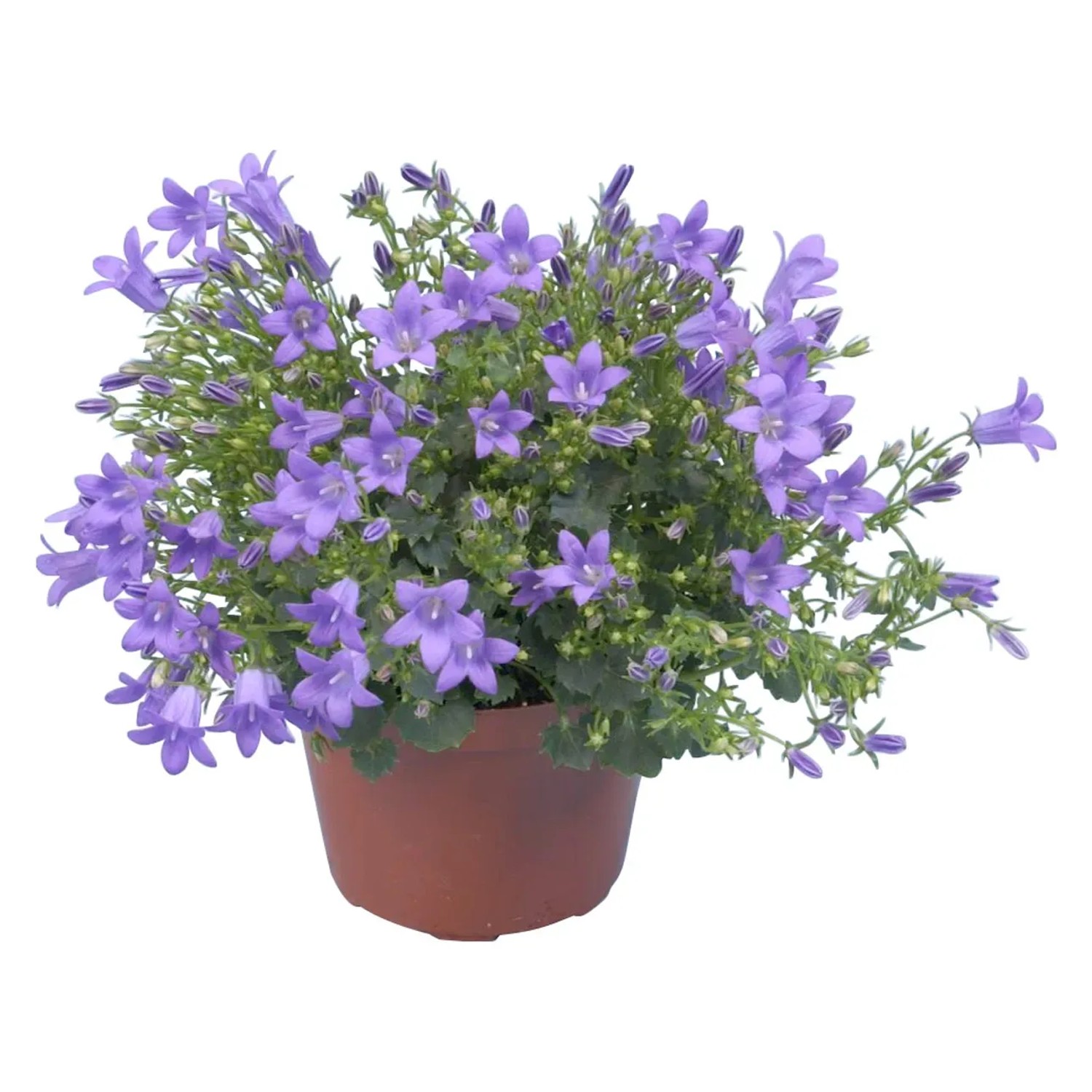 GROW by OBI Glockenblume Get Mee Blau Topf  ca. 10,5 cm Campanula kaufen  bei OBI