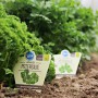 Blu Bio-Petersilie Krause im Topf, grüne, krause Blätter im Beet.