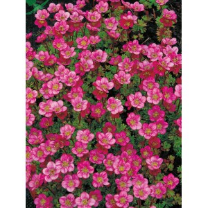 Moossteinbrech 'Rosenzwerg' mit rosa Blüten im Topf, ideal für Beet und Gruppenbepflanzung.