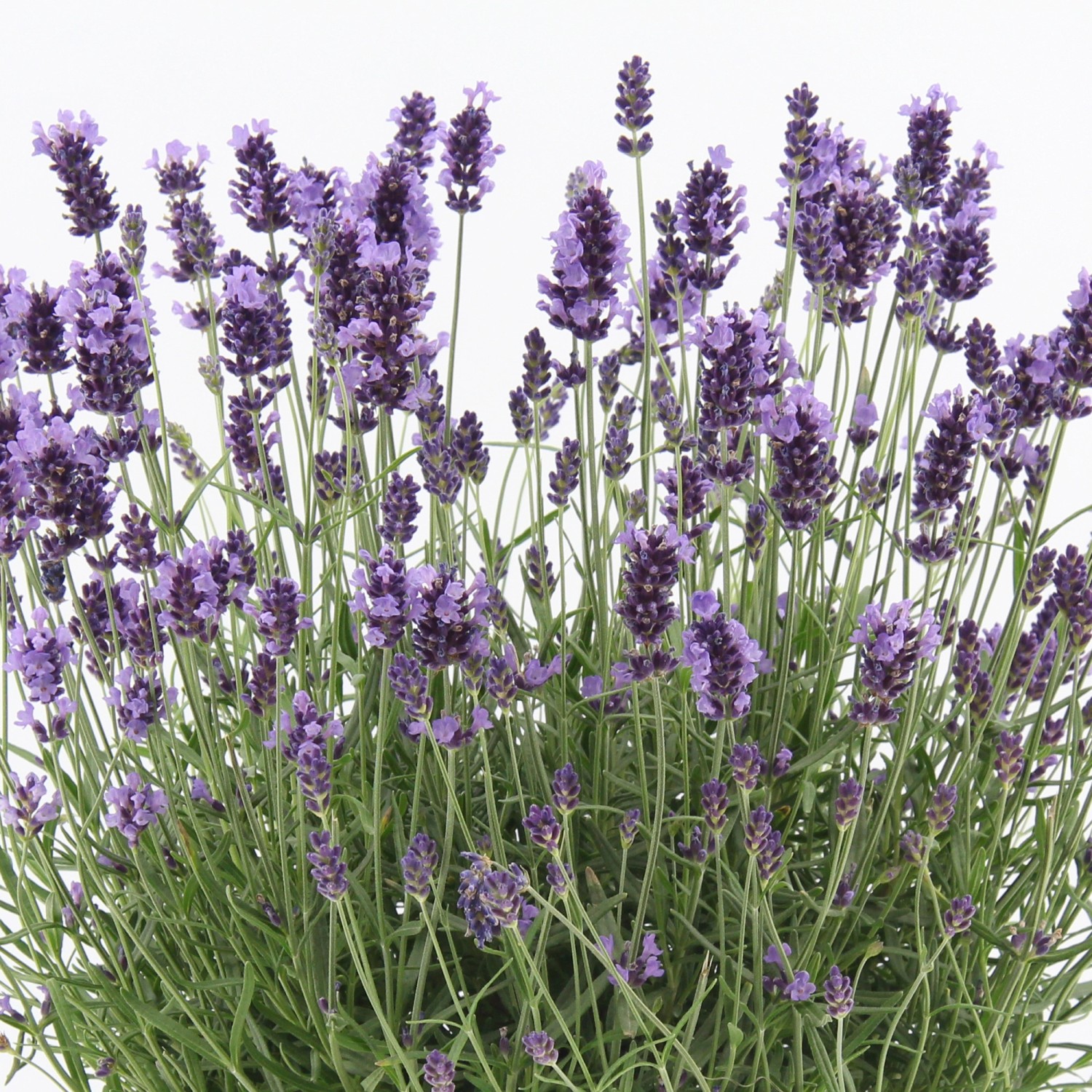 OBI Lavendel "Felice Premium Provence" TopfØ ca. 12 cm Lavandula