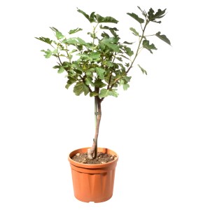 Feigenbaum (Ficus carica) im Topf, ca. 125-150cm hoch, mit grünen Blättern.