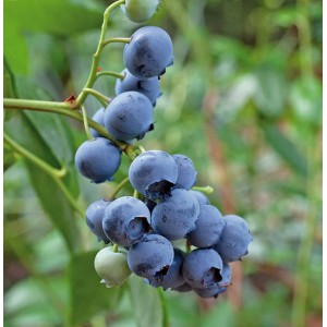 Nahaufnahme von reifen, blauen Heidelbeeren der Sorte Duke an einem Zweig.