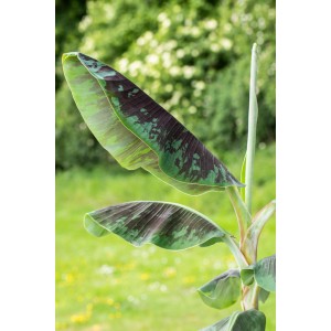 Zwerg-Essbanane Dwarf Cavendish mit großen, dekorativen Blättern im Topf.