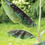 Zwerg-Essbanane Dwarf Cavendish mit großen, dekorativen Blättern im Topf.