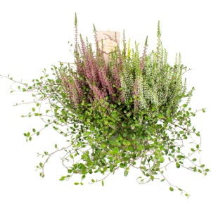 Grow by OBI Heidemix mit Calluna vulgaris im Topf, rosa und weiße Blüten.