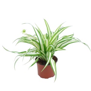 Grünlilie Ocean im Topf, ca. 10 cm hoch. Blattschmuckpflanze mit grün-weißen Blättern.